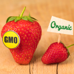 GMO strawberry versus organic strawberry comparison
